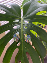 Load image into Gallery viewer, Monstera Leaf Stud Earrings
